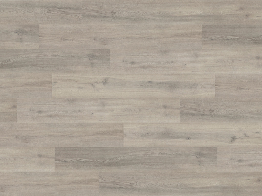 Westchester Oak (PLK2253)