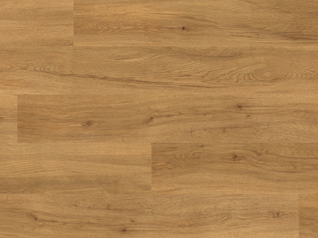 Schoolhouse Oak (4434)